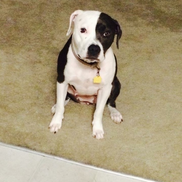 Meet your Posher, Amber - Picture 1 of 1